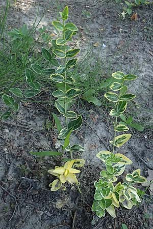 Euonymus fortunei \ Kletter-Spindelstrauch, Kriechspindel-Pfaffenh�tchen / Fortune's Spindle, D Essen 21.6.2025