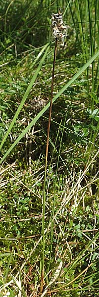 Eriophorum vaginatum \ Scheiden-Wollgras / Hare's-Tail Cotton Grass, D Pfronten 28.6.2016