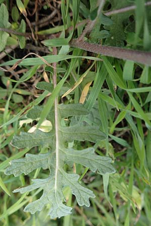 Erucastrum gallicum \ Franzsische Hundsrauke / Hairy Rocket, D Bürstadt 5.10.2016