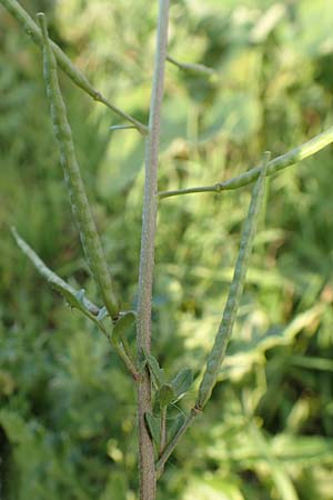 Erucastrum gallicum \ Franzsische Hundsrauke / Hairy Rocket, D Bürstadt 5.10.2016