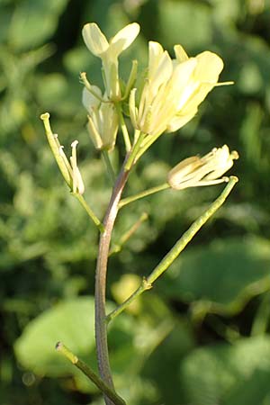 Erucastrum gallicum \ Franzsische Hundsrauke / Hairy Rocket, D Bürstadt 5.10.2016