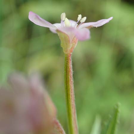Epilobium glandulosum \ Alaska-Weidenrschen / Northern Willowherb, D Monschau-Kalterherberg 27.7.2020