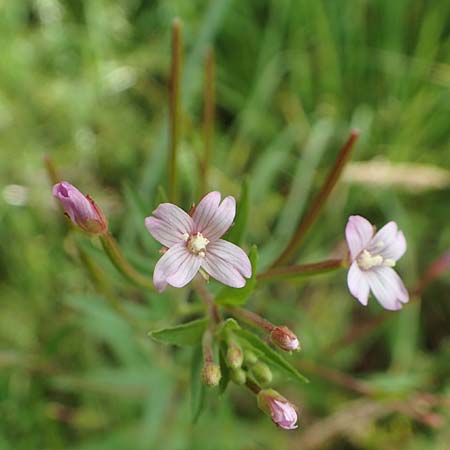 Epilobium glandulosum \ Alaska-Weidenrschen / Northern Willowherb, D Monschau-Kalterherberg 27.7.2020