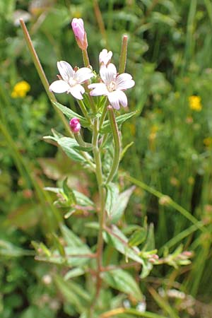 Epilobium glandulosum \ Alaska-Weidenrschen / Northern Willowherb, D Monschau-Kalterherberg 27.7.2020