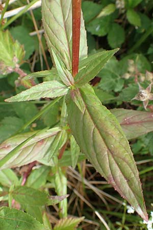 Epilobium glandulosum \ Alaska-Weidenrschen / Northern Willowherb, D Monschau-Kalterherberg 27.7.2020