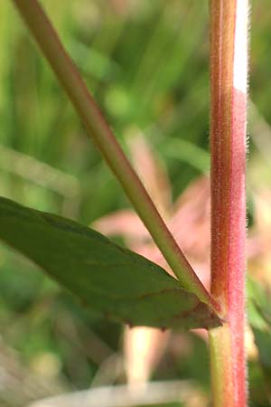 Epilobium glandulosum \ Alaska-Weidenrschen / Northern Willowherb, D Monschau-Kalterherberg 27.7.2020