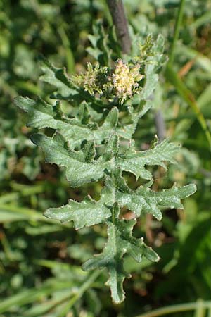 Erucastrum gallicum \ Franzsische Hundsrauke / Hairy Rocket, D Kehl 1.6.2021