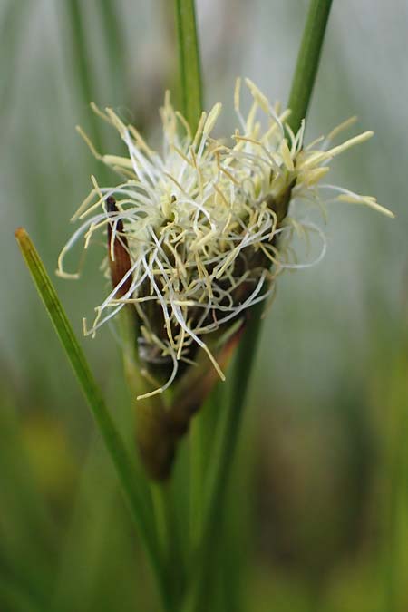 Eriophorum gracile \ Schlankes Wollgras / Slender Cotton Grass, D  20.5.2023