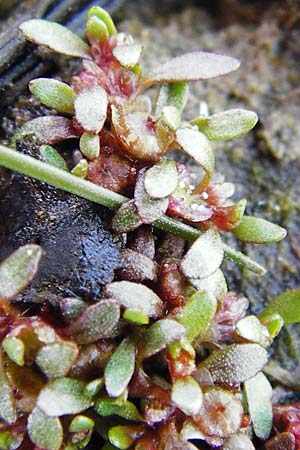 Elatine hexandra \ Sechsmnniger Tnnel / Six-Stamen Waterwort, D Schwarzenborn 31.5.2014