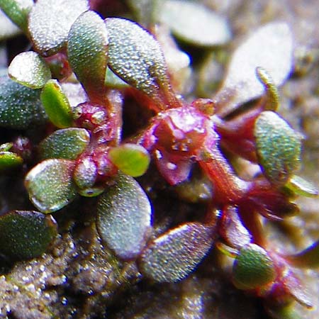 Elatine hydropiper \ Wasserpfeffer-Tnnel / Eight-Stamen Waterwort, D Schwarzenborn 1.6.2014