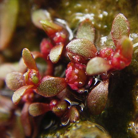 Elatine hydropiper \ Wasserpfeffer-Tnnel / Eight-Stamen Waterwort, D Schwarzenborn 1.6.2014