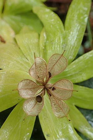 Eranthis hyemalis \ Winterling / Winter Aconite, D Weinheim an der Bergstraße, Botan. Gar.  Hermannshof 7.5.2017