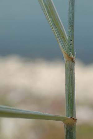 Elymus hispidus \ Graugrne Quecke / Intermediate Wheatgrass, D Philippsburg 7.7.2018