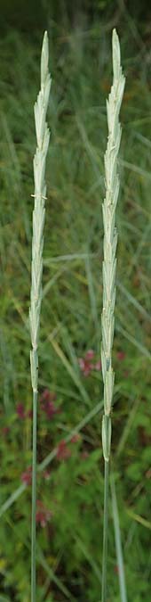 Elymus hispidus \ Graugrne Quecke / Intermediate Wheatgrass, D Istein 16.7.2019