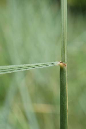 Elymus hispidus \ Graugrne Quecke / Intermediate Wheatgrass, D Istein 16.7.2019