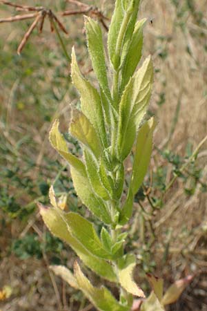 Epilobium hirsutum \ Zottiges Weidenrschen / Great Willowherb, D Essen 27.7.2019