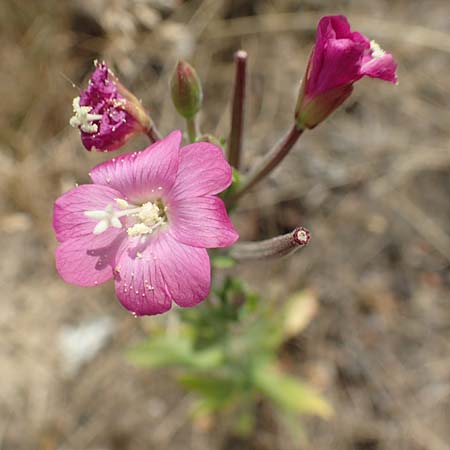 Epilobium hirsutum \ Zottiges Weidenrschen / Great Willowherb, D Essen 27.7.2019