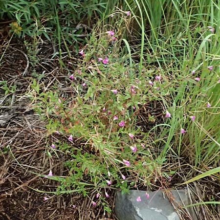 Epilobium hirsutum \ Zottiges Weidenr�schen / Great Willowherb, D Dortmund 1.9.2026