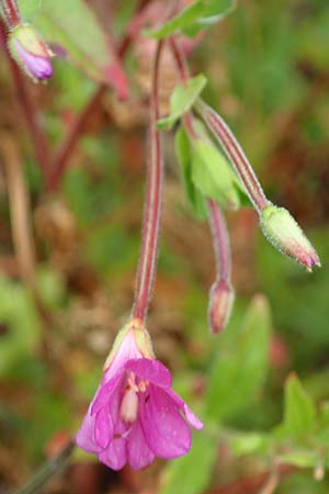 Epilobium hirsutum \ Zottiges Weidenr�schen / Great Willowherb, D Dortmund 1.9.2026