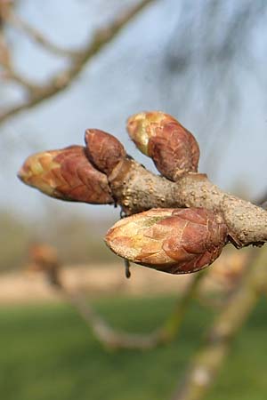 Quercus robur \ Stiel-Eiche / Common Oak, D Lampertheim 20.3.2020
