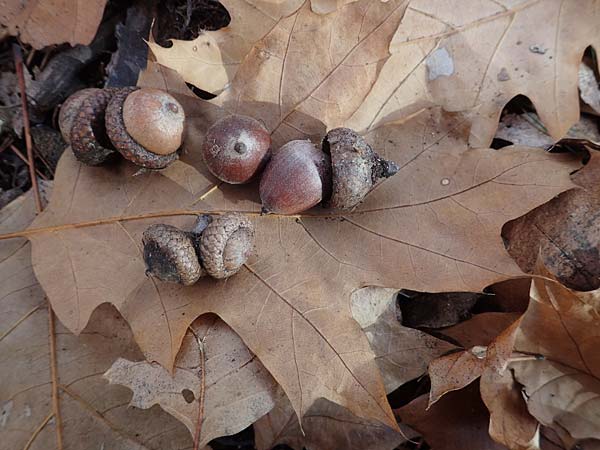 Quercus rubra \ Rot-Eiche / Northern Red Oak, D Bürstadt 25.10.2020