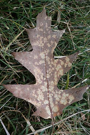 Quercus rubra \ Rot-Eiche / Northern Red Oak, D Mannheim 22.2.2023