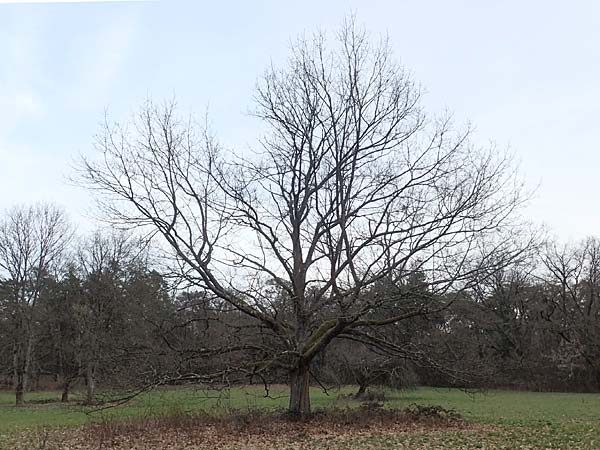 Quercus rubra \ Rot-Eiche / Northern Red Oak, D Mannheim 22.2.2023