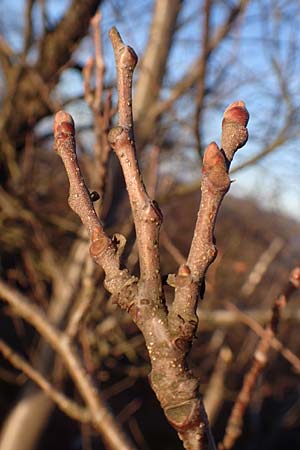Castanea sativa \ Edel-Kastanie, Ess-Kastanie / Sweet Chestnut, D Schriesheim 26.12.2015