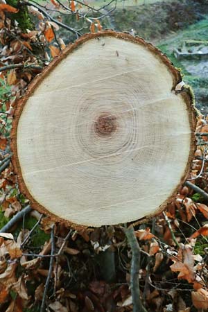 Castanea sativa \ Edel-Kastanie, Ess-Kastanie / Sweet Chestnut, D Bad Dürkheim 28.12.2019