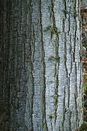 Castanea sativa \ Edel-Kastanie, Ess-Kastanie / Sweet Chestnut, D Bad Dürkheim 28.12.2019