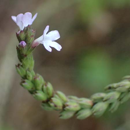 Verbena officinalis \ Gewhnliches Eisenkraut / Vervain, D Breisach 3.9.2022