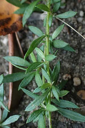 Erigeron karvinskianus \ Karwinskis Berufkraut, Spanisches G�nsebl�mchen / Mexican Fleabane, D Mannheim 15.10.2025