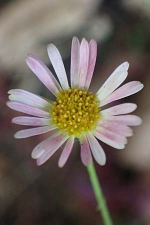 Erigeron karvinskianus \ Karwinskis Berufkraut, Spanisches G�nsebl�mchen / Mexican Fleabane, D Mannheim 15.10.2025