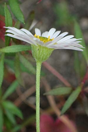 Erigeron karvinskianus \ Karwinskis Berufkraut, Spanisches G�nsebl�mchen / Mexican Fleabane, D Mannheim 15.10.2025