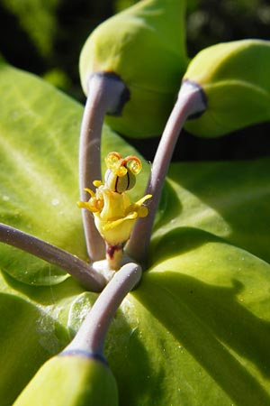 Euphorbia lathyris \ Kreuzblttrige Wolfsmilch / Caper Spurge, D Gimbsheim 11.5.2015