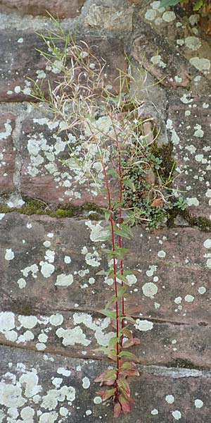 Epilobium roseum \ Rosenrotes Weidenrschen / Pale Willowherb, D Mannheim 21.7.2016