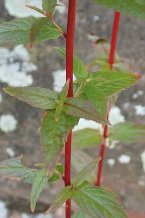 Epilobium roseum \ Rosenrotes Weidenrschen / Pale Willowherb, D Mannheim 21.7.2016