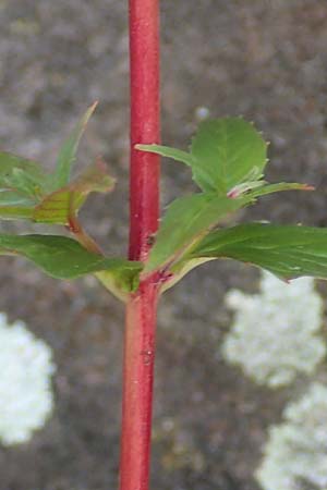 Epilobium roseum \ Rosenrotes Weidenrschen / Pale Willowherb, D Mannheim 21.7.2016