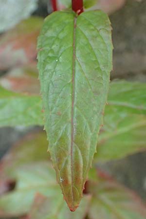 Epilobium roseum \ Rosenrotes Weidenrschen / Pale Willowherb, D Mannheim 21.7.2016