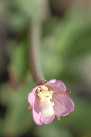 Epilobium lamyi \ Graugrnes Weidenrschen / Hairy Square-Stalked Willowherb, D Mannheim 25.6.2017