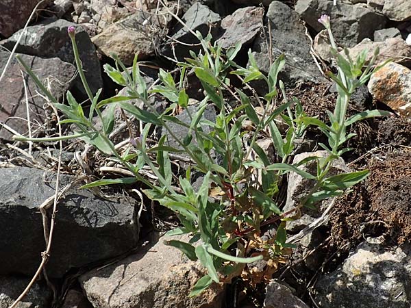 Epilobium lamyi \ Graugrnes Weidenrschen / Hairy Square-Stalked Willowherb, D Mannheim 25.6.2017