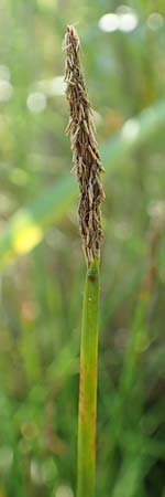 Eleocharis palustris \ Gewhnliche Sumpfbinse, Gemeine Sumpfsimse / Common Spike Rush, D Hochheim am Main 20.6.2018