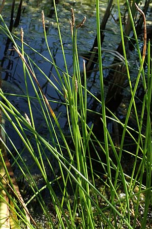 Eleocharis palustris \ Gewhnliche Sumpfbinse, Gemeine Sumpfsimse / Common Spike Rush, D Hochheim am Main 20.6.2018