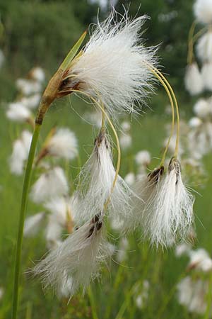 Eriophorum latifolium \ Breitblttriges Wollgras / Broad-Leaved Cotton Grass, D Offenburg 22.5.2020
