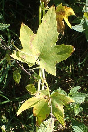 Echinocystis lobata \ Igel-Gurke, Stachel-Gurke / Mock Cucumber, D Sachsen-Anhalt, Havelberg 18.9.2020