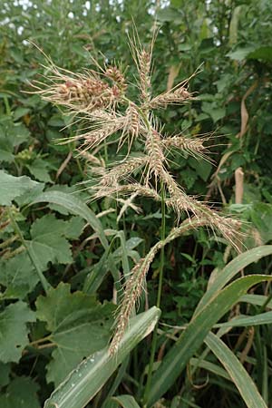 Echinochloa muricata <b>?</b>, Stachel-Hhnerhirse, Borstige Hhnerhirse