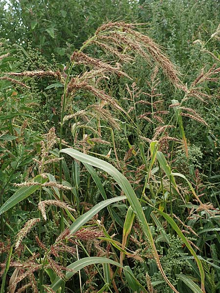 Echinochloa muricata ? \ Stachel-Hhnerhirse, Borstige Hhnerhirse / Awned Barnyard Grass, American Barnyard Grass, D Werne 11.7.2018