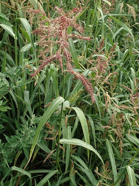 Echinochloa muricata ? \ Stachel-Hhnerhirse, Borstige Hhnerhirse / Awned Barnyard Grass, American Barnyard Grass, D Werne 11.7.2018