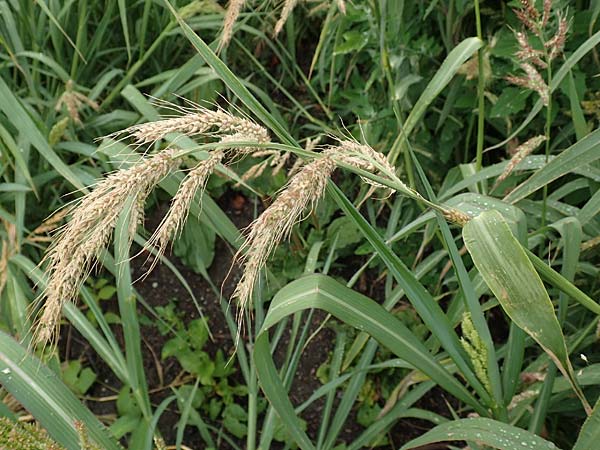 Echinochloa muricata ? \ Stachel-Hhnerhirse, Borstige Hhnerhirse / Awned Barnyard Grass, American Barnyard Grass, D Werne 11.7.2018