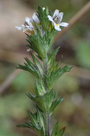 Euphrasia stricta \ Steifer Augentrost / Drug Eyebright, D Harz, Sonnenberg 20.9.2021